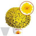 Afbeelding van Bolchrysant gehoest P19 "Geen Kleur"!!! Yellow